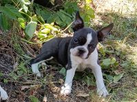 Boston Terrier Welpen mit viel Charme, FCI Ahnentafel