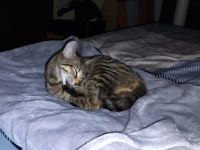 Liebevolles Zuhause für kleine Katze gesucht