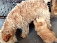 Lakeland Terrier Welpen