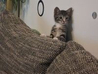 Katzenbaby
