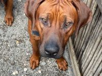 Rhodesian Ridgeback (Deckrüde)