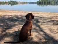 BGS Rüde Milow sucht ein verantwortungsvolles Zuhause