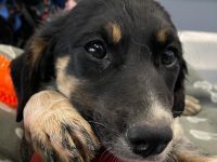 Adora, Argos, Ariadne, Athena und Artemis, 03/26 - 5 Babies auf der Suche nach Glück