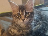 Zauberhaftes Maine-Coon-Kitten Mädel sucht liebevolles Zuhause
