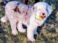 suche Deckrüden Bobtail