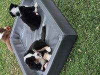 Miniature American Shepherd Welpen