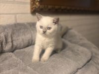 3 wunderschöne Britisch Kurzhaar (BKH) Kitten suchen ab sofort ein liebevolles Zuhause.