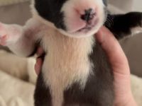 Amstaff Bully Mix Welpen