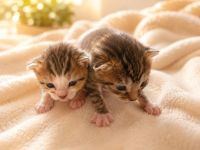 Katzen Baby