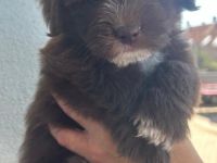 Havaneser Jack Russel Mix