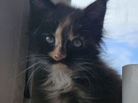 Maine coon kitten Dame