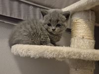 Britisch Kurzhaar Kitten