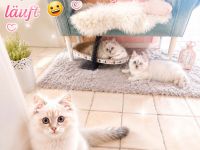 Ragdoll Kitten suchen Schmusepersonal