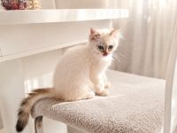 Ragdoll Kitten dürfen ausziehen