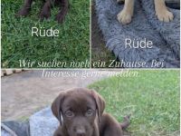 Labradorwelpen