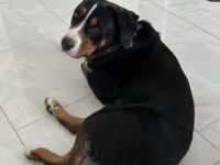 BM x Schweizer Sennenhund Welpen