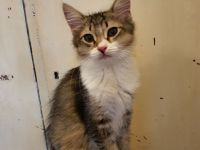 BKH-Mix Kätzchen / Kitten