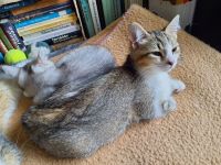 BKH-Mix Kätzchen / Kitten auszugsbereit