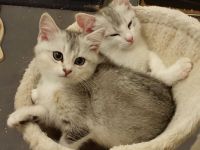 BKH-Mix Kätzchen / Kitten auszugsbereit