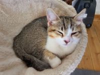 BKH-Mix Kätzchen / Kitten