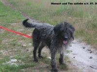 Oreo, lieb und freundlich