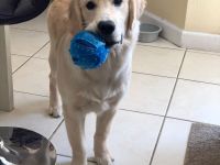 Labrador Hündin