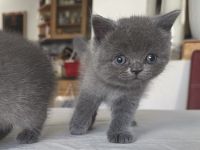 Britisch Kurzhaar Kitten