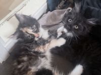 4 kleine Maine Coon Kitten suchen liebevolles zu Hause