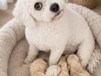Bichonpoo Welpen mit Ahnentafeln