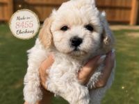 Bichonpoo Welpen mit Ahnentafeln