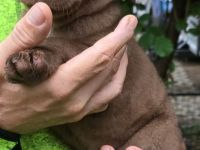 Auenwald Nickritz Aussiedor Welpen nur noch ein Mädchen frei