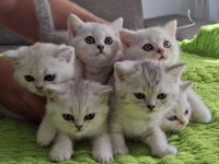 Bkh kitten