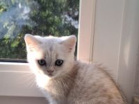 Bkh kitten