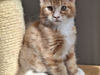 Maine coon Katerchen sucht tolles Zuhause