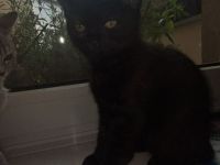 Zwei süße kitten suchen noch ein für immer zuhause