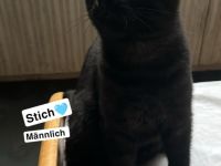 Zwei süße kitten suchen noch ein für immer zuhause