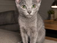 Russisch Blau Kater