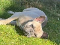 Hund abzugeben