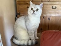 BKH Katze und Kater