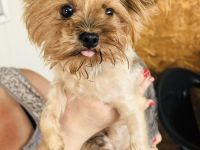 Mini Yorkie Sonic