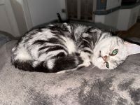 Liebevolle BKH-Katze Fluffy sucht ein neues Zuhause ❤️