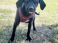 Labrador Mix Ares