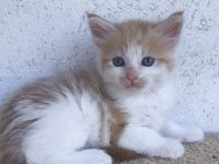 Zauberhafte Maine Coon Babykatzen suchen ein neues Zuhause a