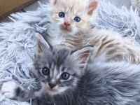 Zauberhafte Maine Coon Babykatzen suchen ein neues Zuhause a