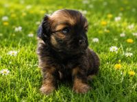 Chihuahua Pekinese Welpen