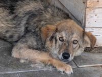 Sanfter, wolfsgrauer Mister Grey sucht geduldiges Zuhause