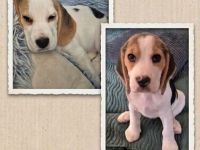ABGABEBEREIT Süße Beagle Welpen suchen noch ein Zuhause