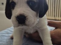 Süße Beagle Welpen suchen noch ein Zuhause