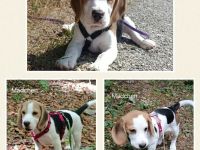 ABGABEBEREIT Süße Beagle Welpen suchen noch ein Zuhause