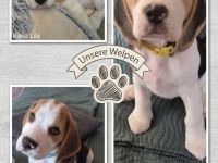 ABGABEBEREIT Süße Beagle Welpen suchen noch ein Zuhause